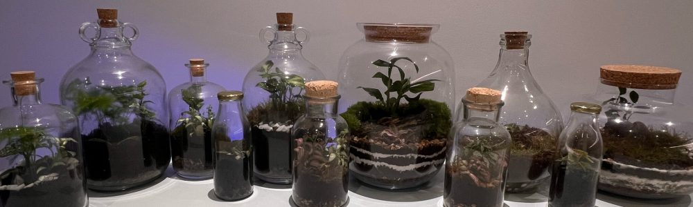 My Terrarium Journey Begins